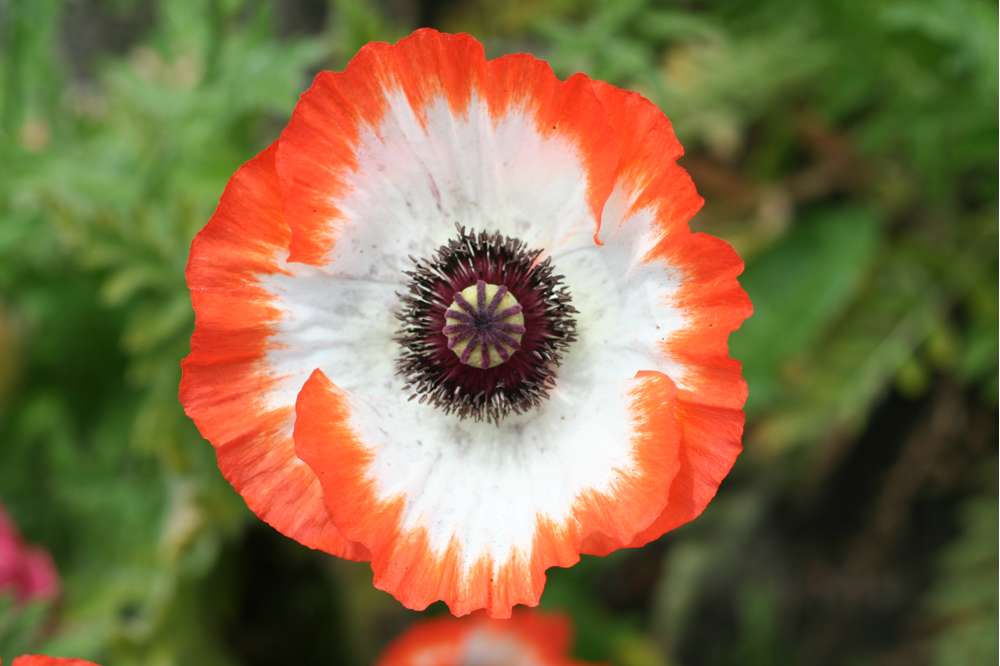 Orientalsk Valmue 'Picotee'